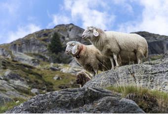 La transumanza delle pecore a Parcines