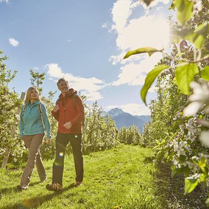 Paar bei einer leichten wanderung durch die Apfelblüte bei Meran in Südtirol