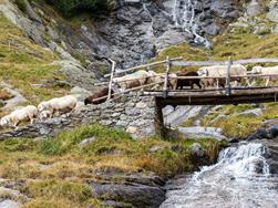 The Transhumance in Parcines - the return of the herds from Zieltal Valley!