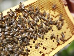 Emsige Bienen und fleißige Imker